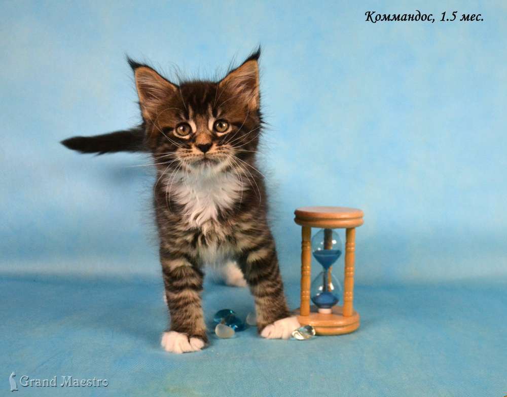 Коммандос, 1.5 мес.