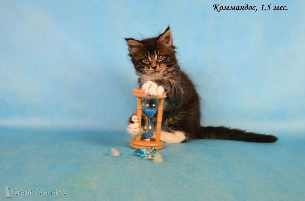 Коммандос, 1.5 мес.