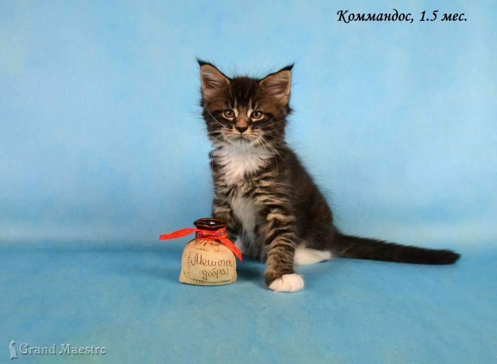 Коммандос, 1.5 мес.