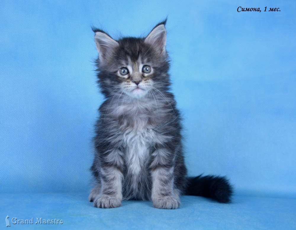 Симона, 1 мес.
