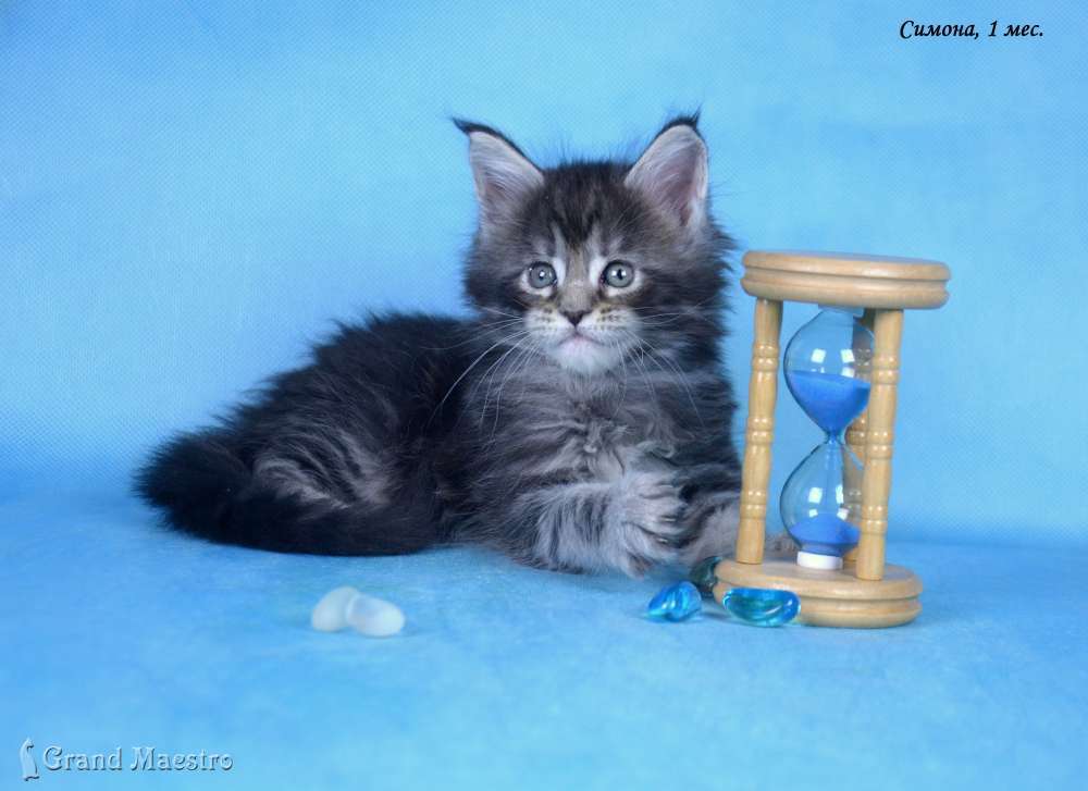 Симона, 1 мес.