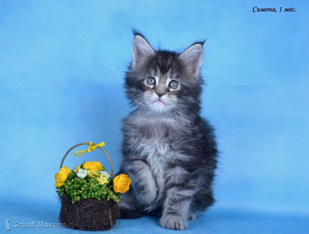 Симона, 1 мес.