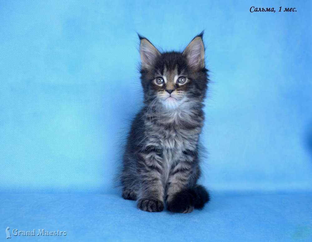 Сальма, 1 мес.