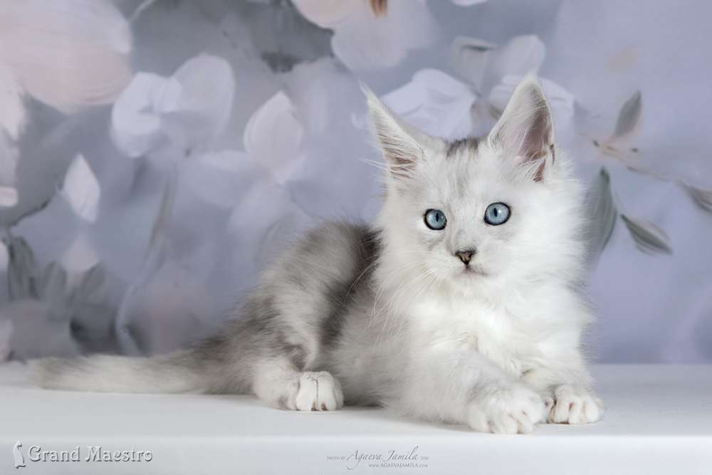 Вандер, 2 мес.