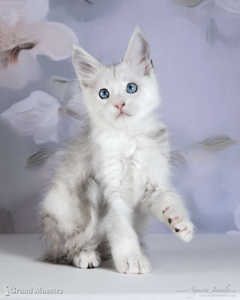 Винсент, 2 мес.