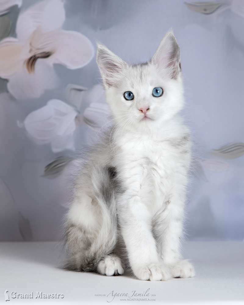 Винсент, 2 мес.