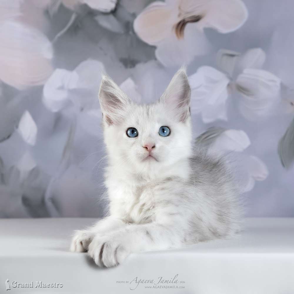 Винсент, 2 мес.