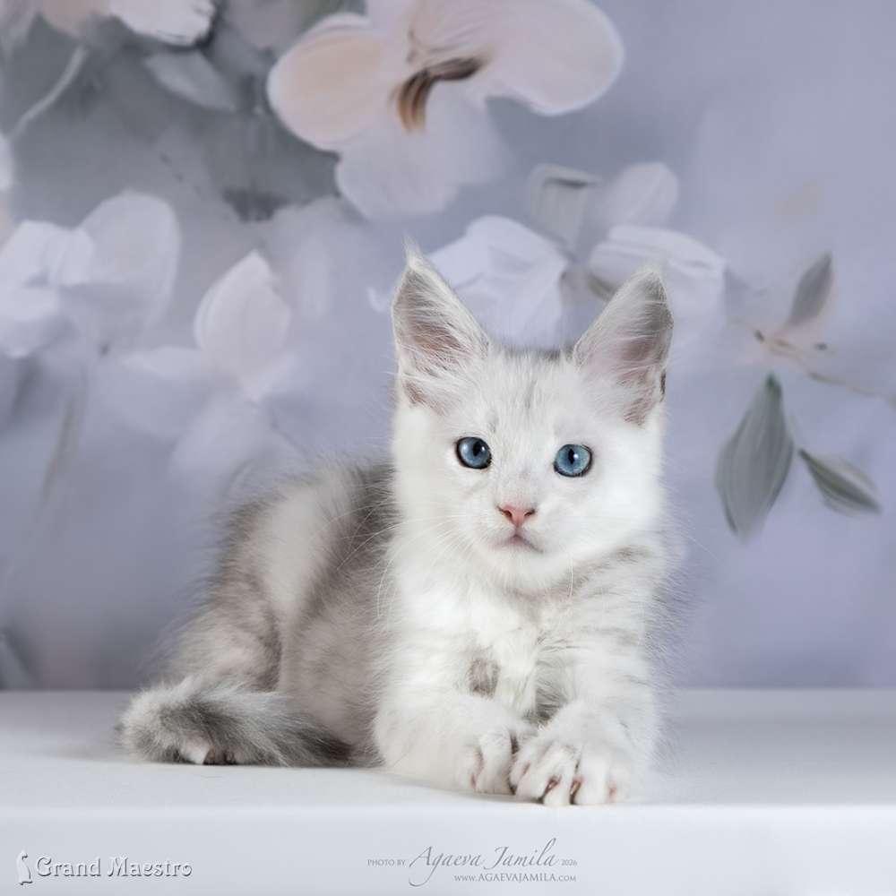 Винсент, 2 мес.
