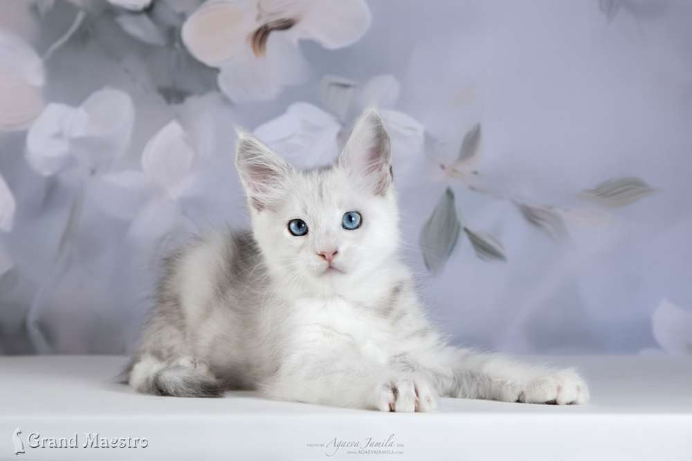 Винсент, 2 мес.