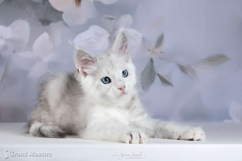Винсент, 2 мес.