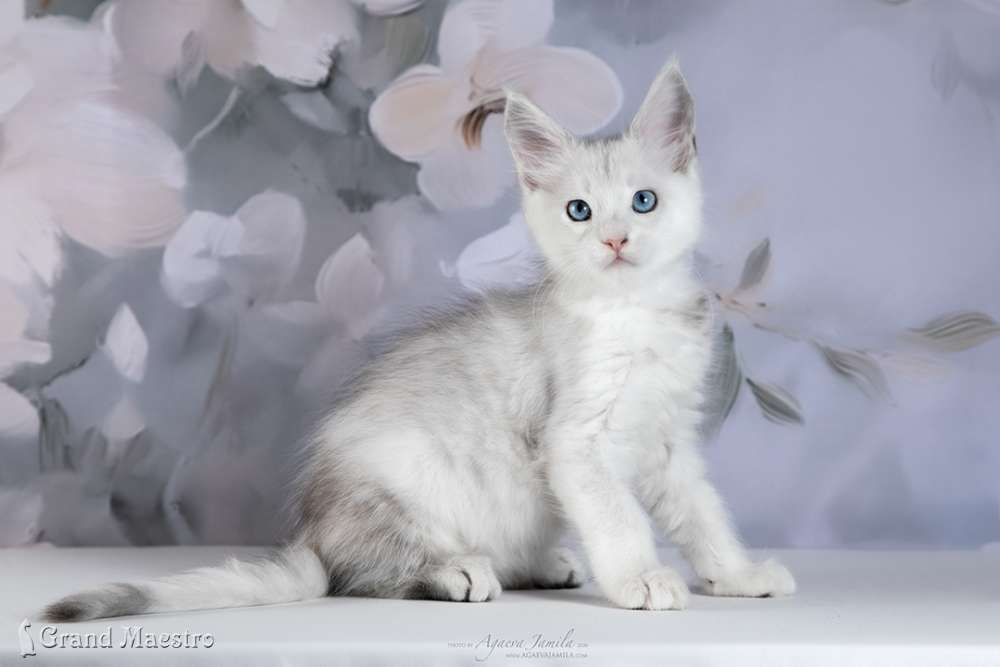 Винсент, 2 мес.