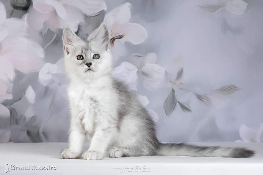 Вивиана, 2 мес.