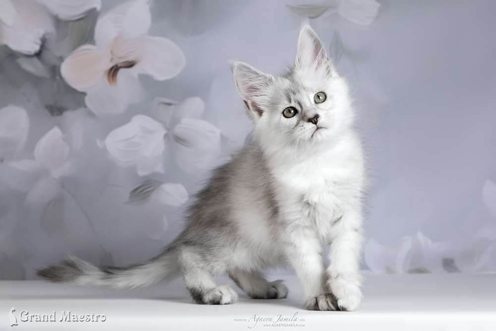 Вивиана, 2 мес.