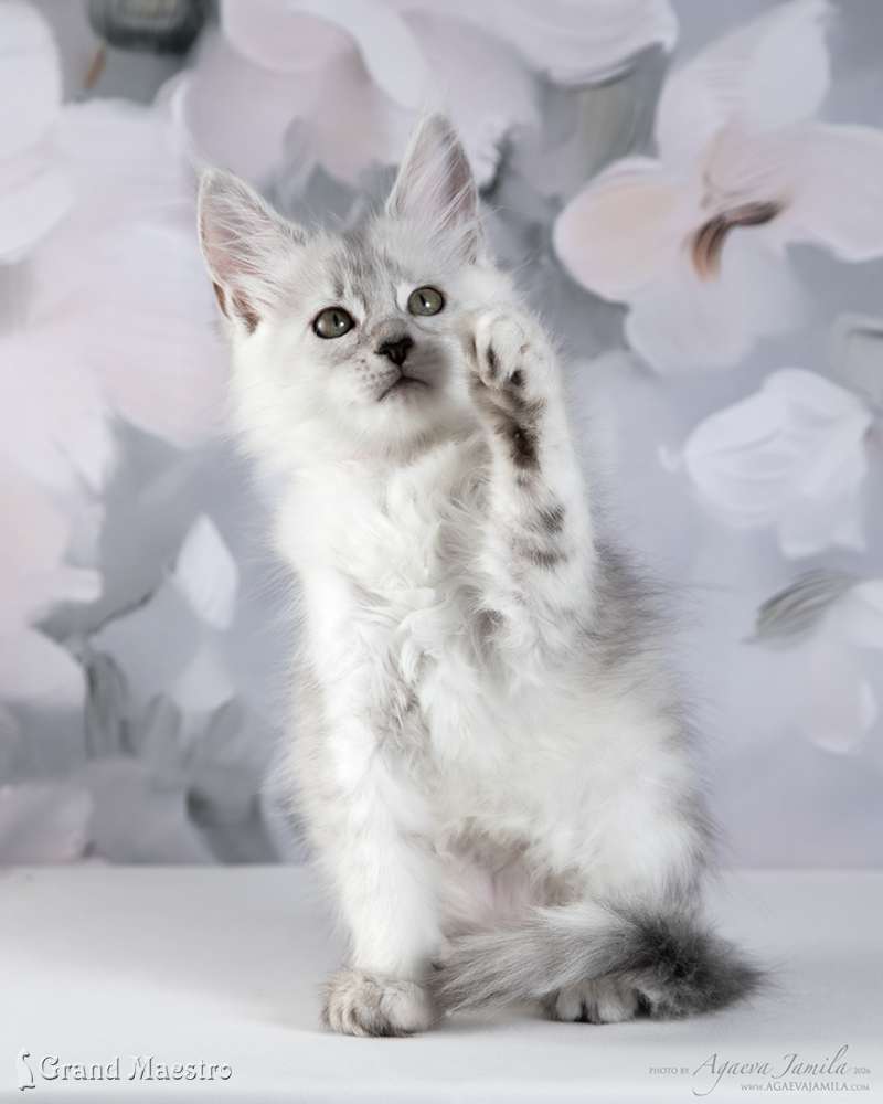 Вивиана, 2 мес.