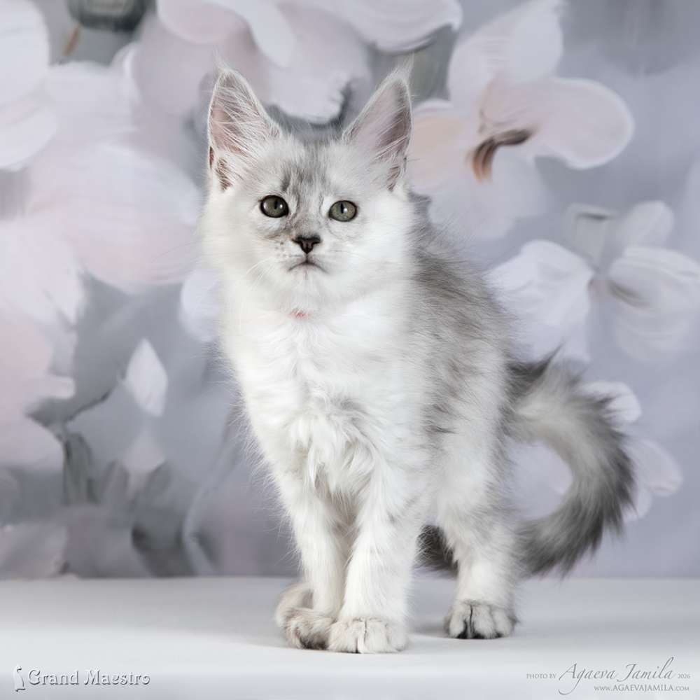 Вивиана, 2 мес.