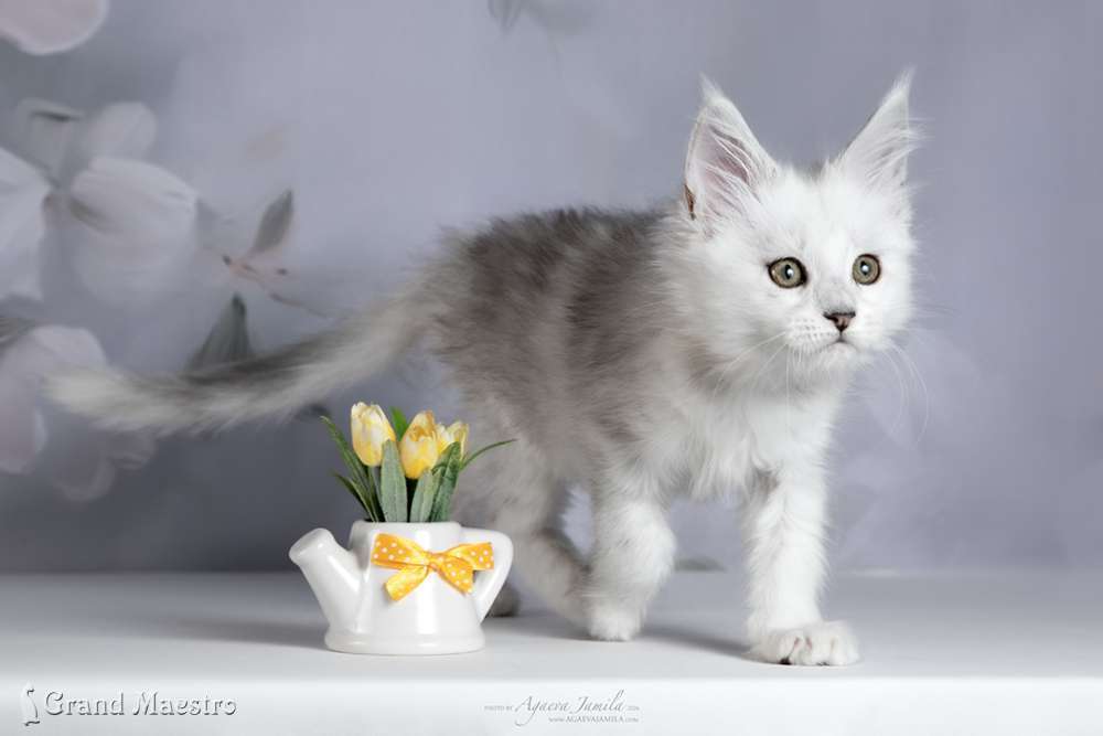 Веста, 2 мес.