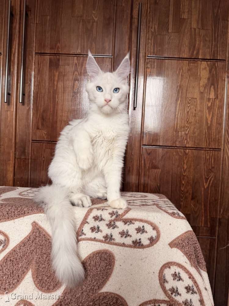 Винсент, 4 мес.