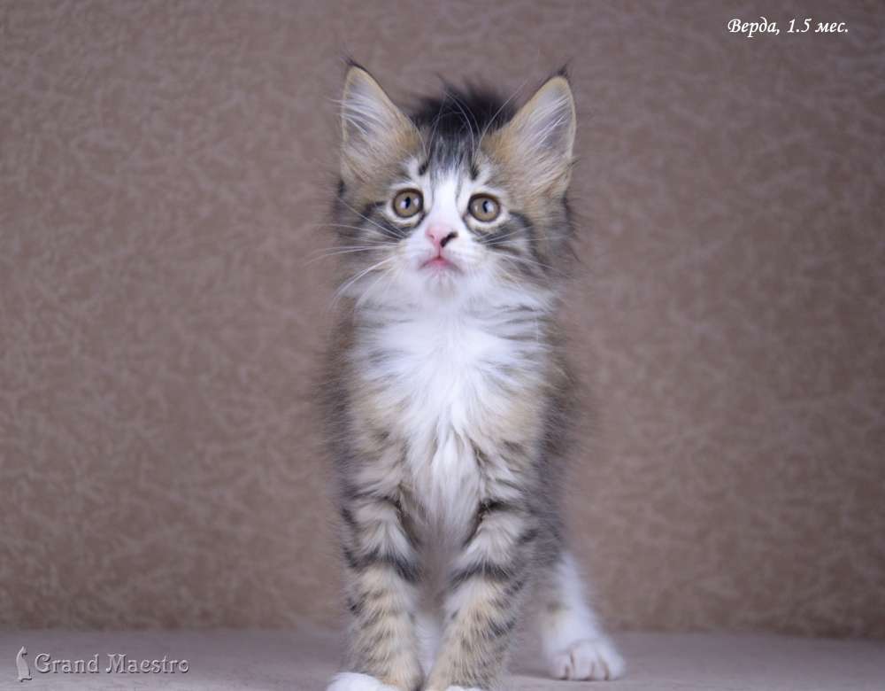 Верда, 1.5 мес.