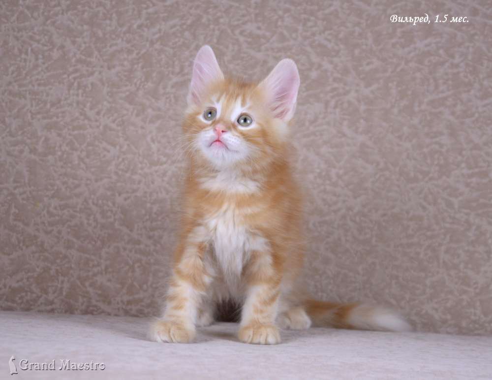 Вильред, 1.5 мес.