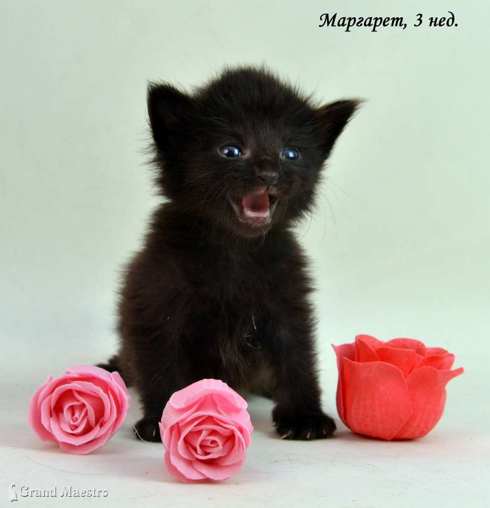 Маргарет, 3 нед.