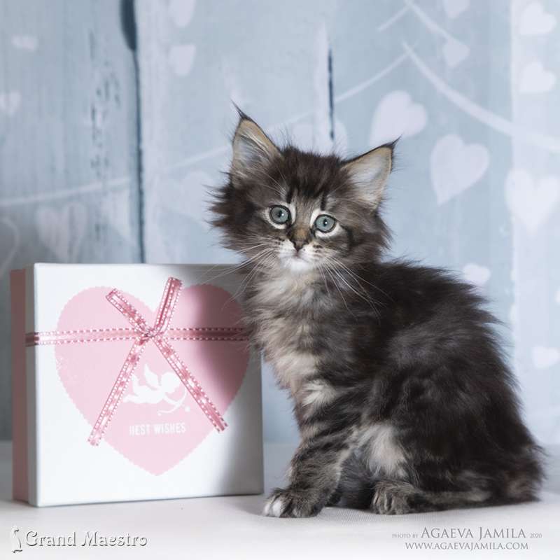 Ильсе, 1.5 мес.