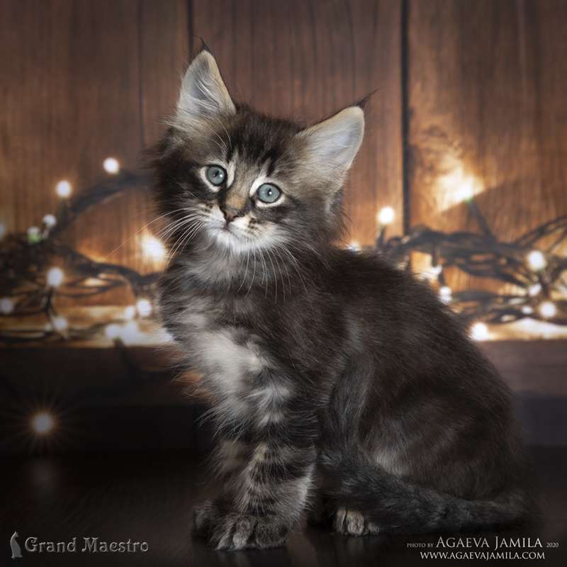 Юстас, 1.5 мес.