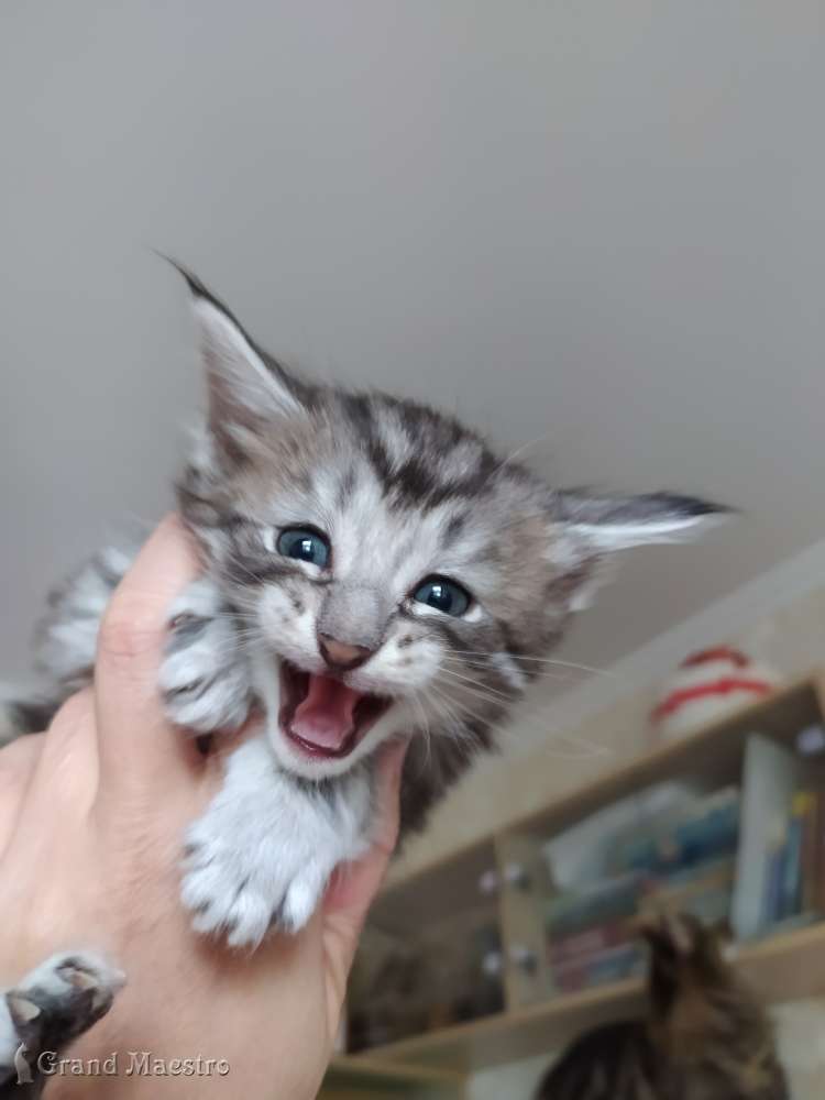 Муника, 4 нед.