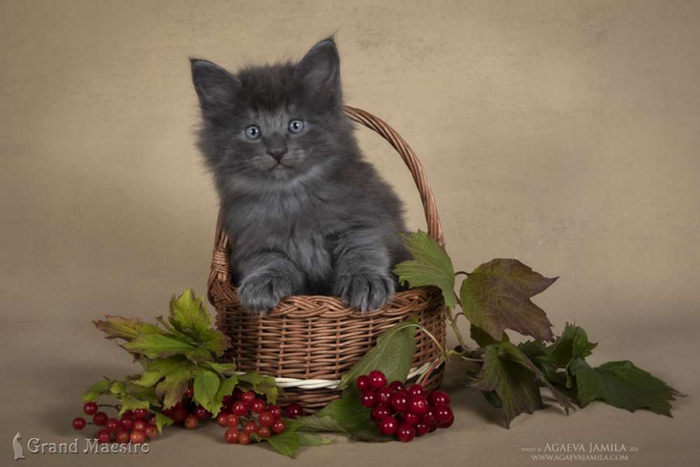 Маденн, 1.5 мес.