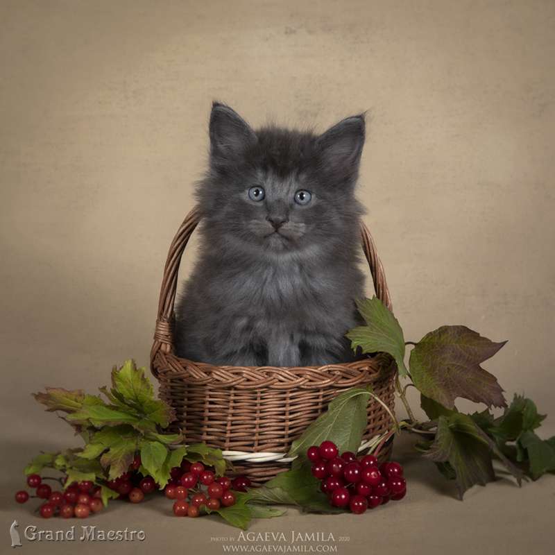 Маденн, 1.5 мес.