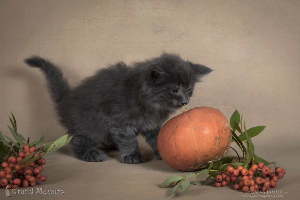 Маденн, 1.5 мес.
