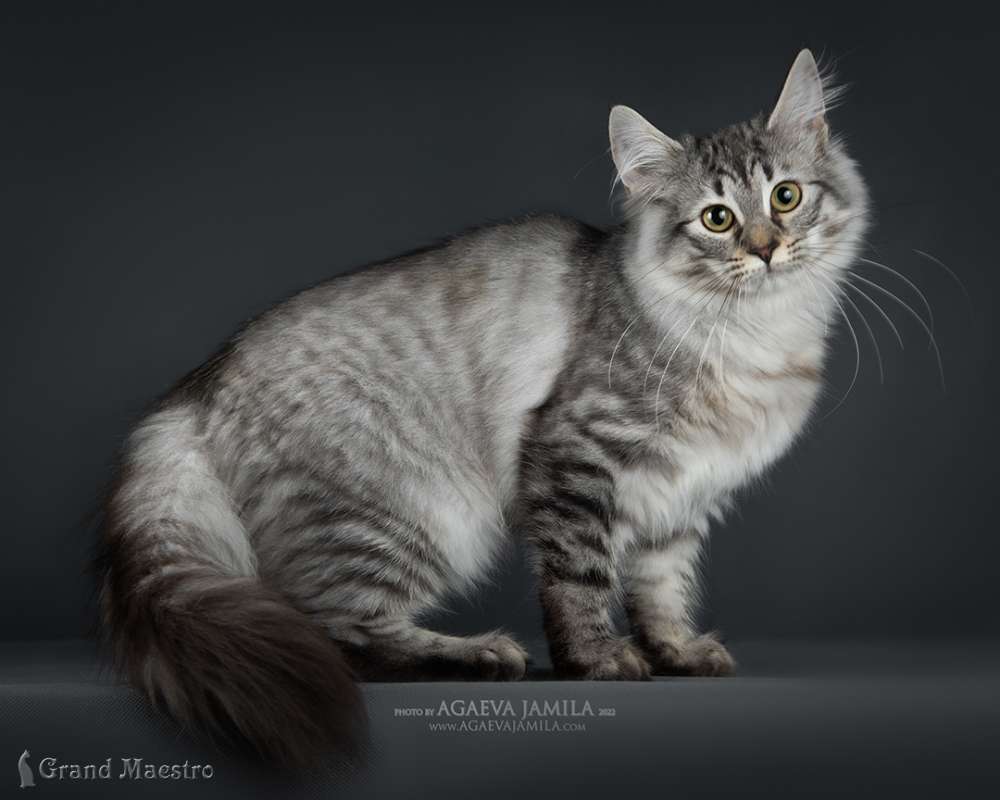 Бригетта, 5 мес.