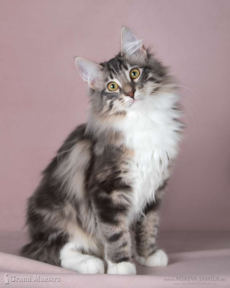 Фанней, 5 мес.
