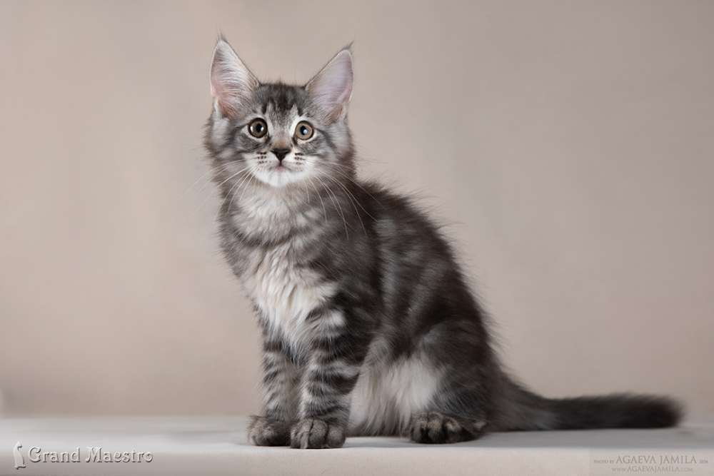 Пандора, 2.5 мес.