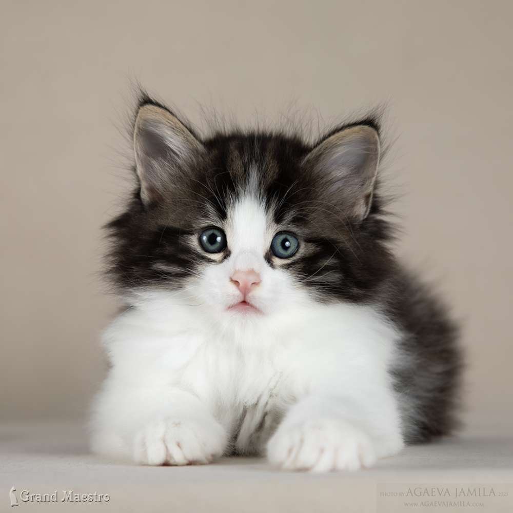 Хэви, 1.5 мес.