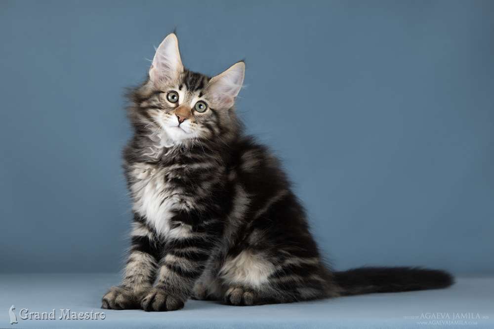 Ксандер, 2.5 мес.