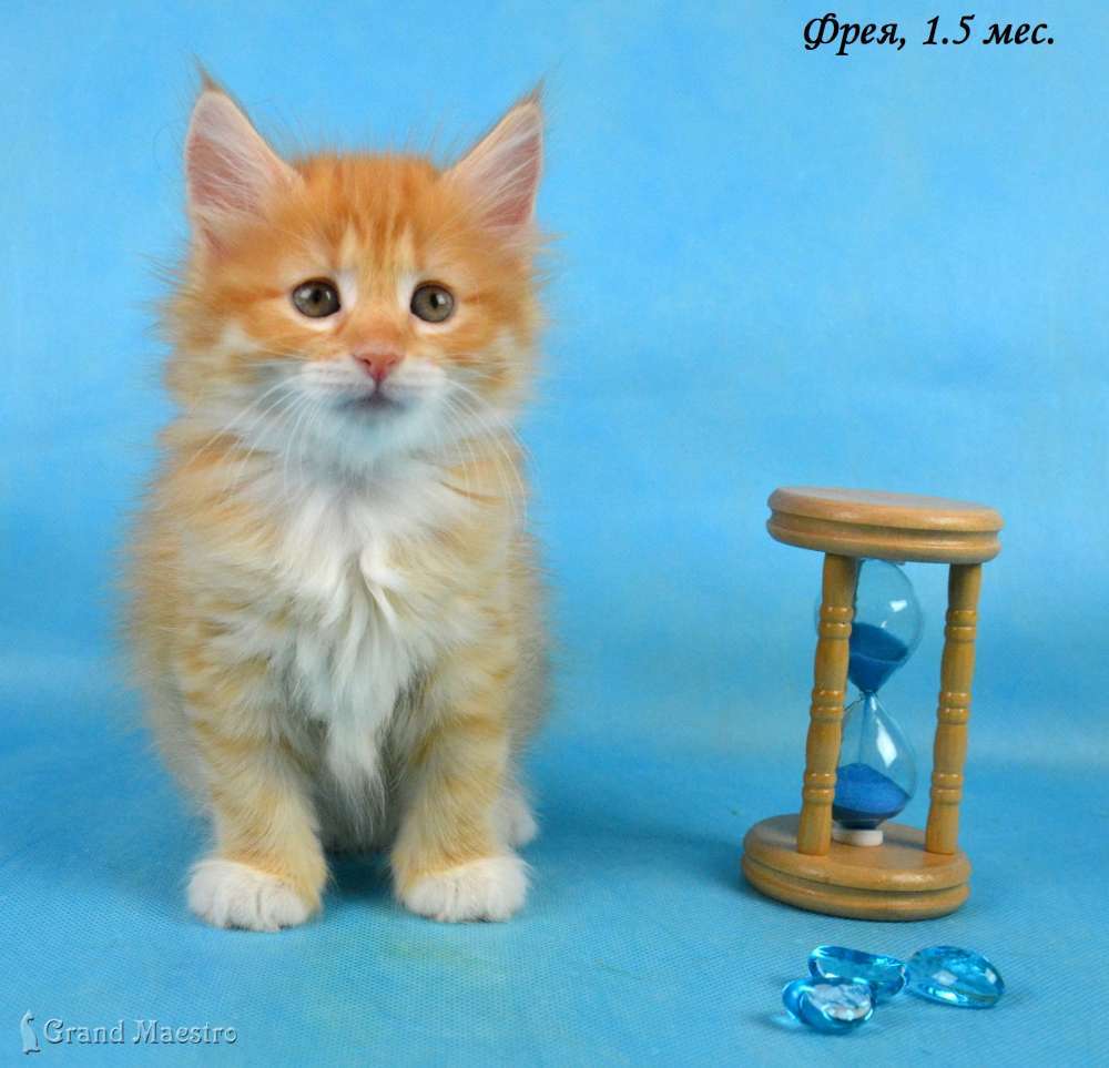 Фрея, 1.5 мес.