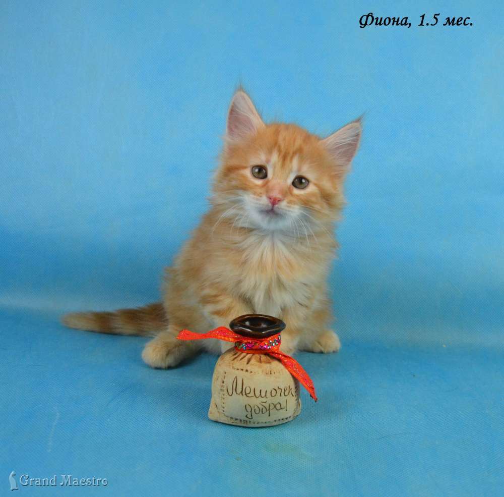 Фиона, 1.5 мес.
