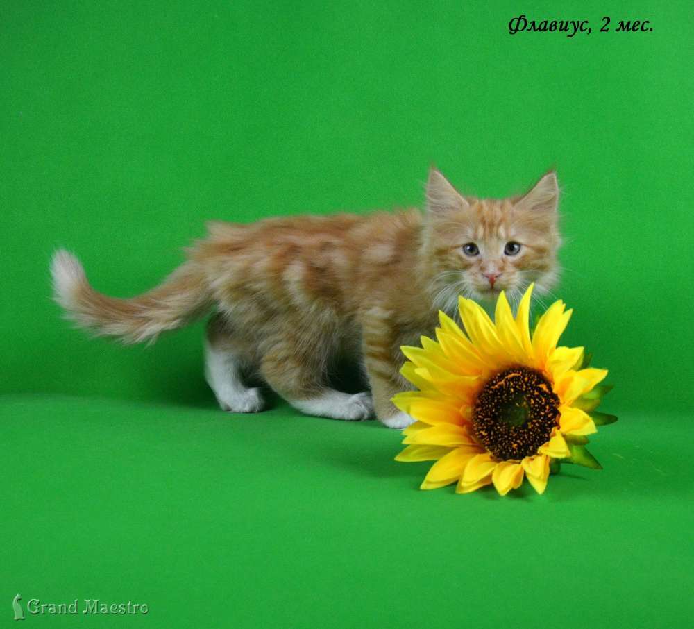 Флавиус, 2 мес.