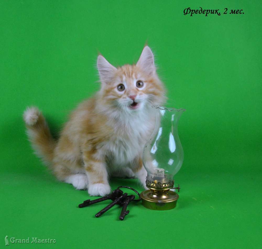 Фредерик, 2 мес.