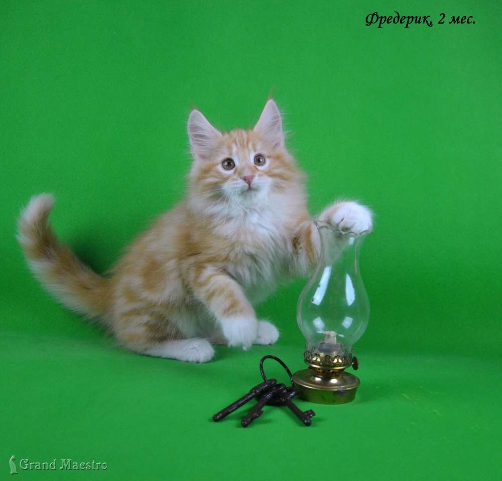 Фредерик, 2 мес.