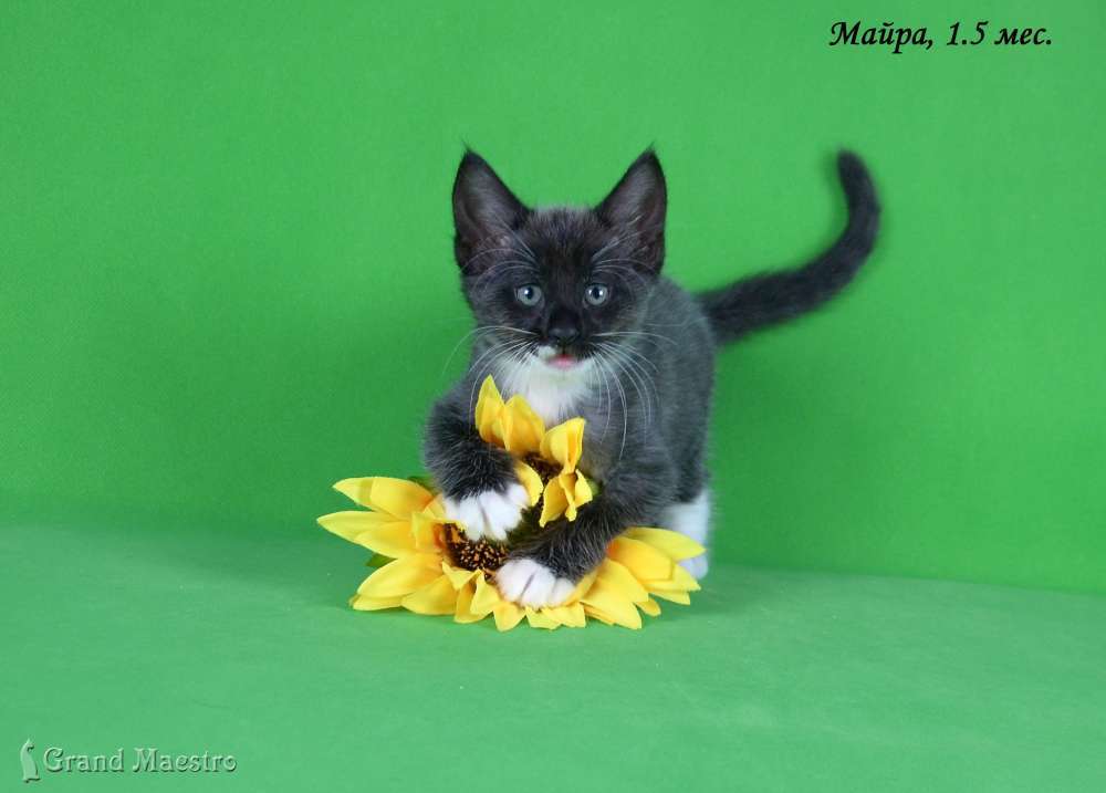 Майра, 1.5 мес.