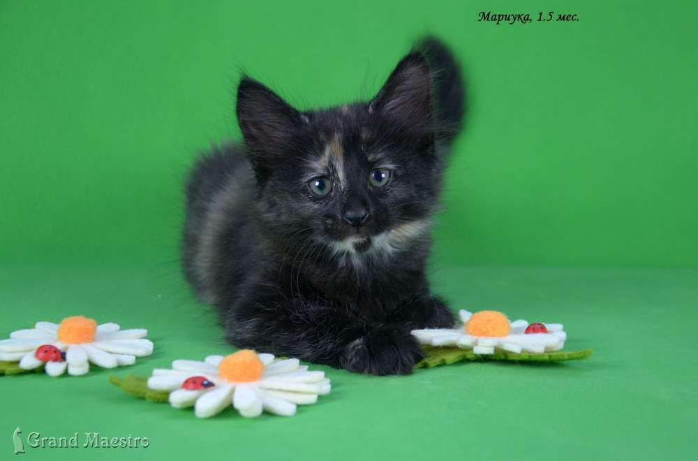 Мариука, 1.5 мес.