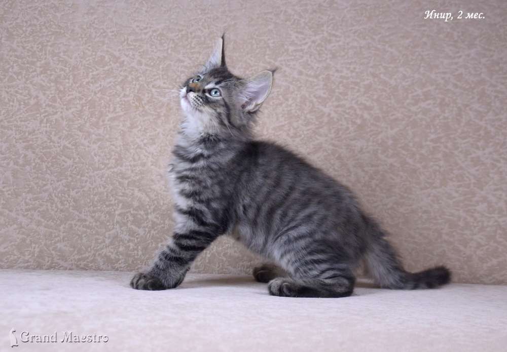 Инир, 2 мес.