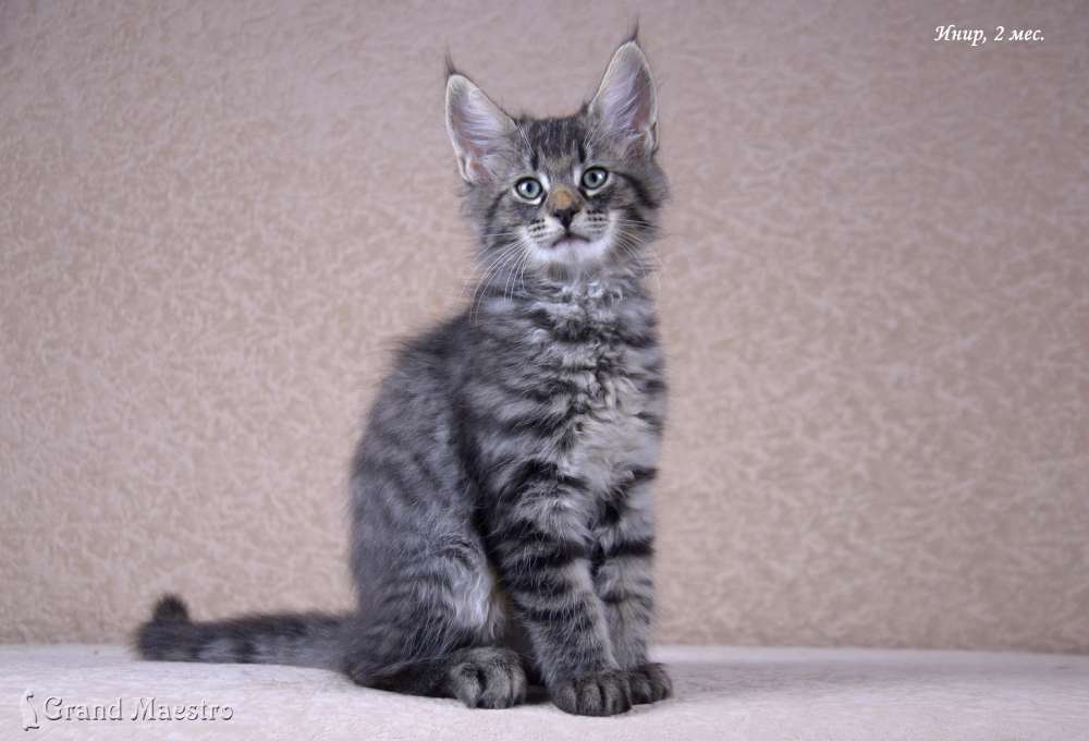 Инир, 2 мес.